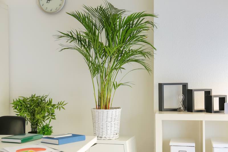 Areca Palms placed next to a desk, minimalist decor