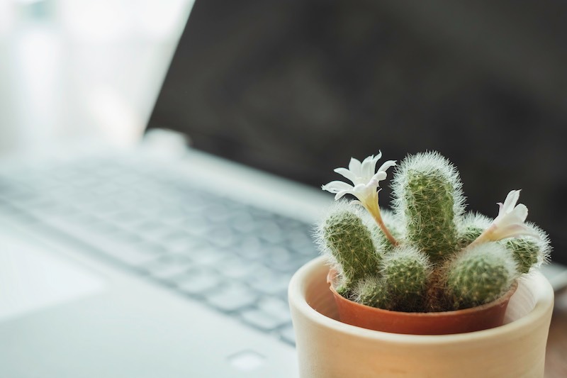 Cactus placed next to a laptop