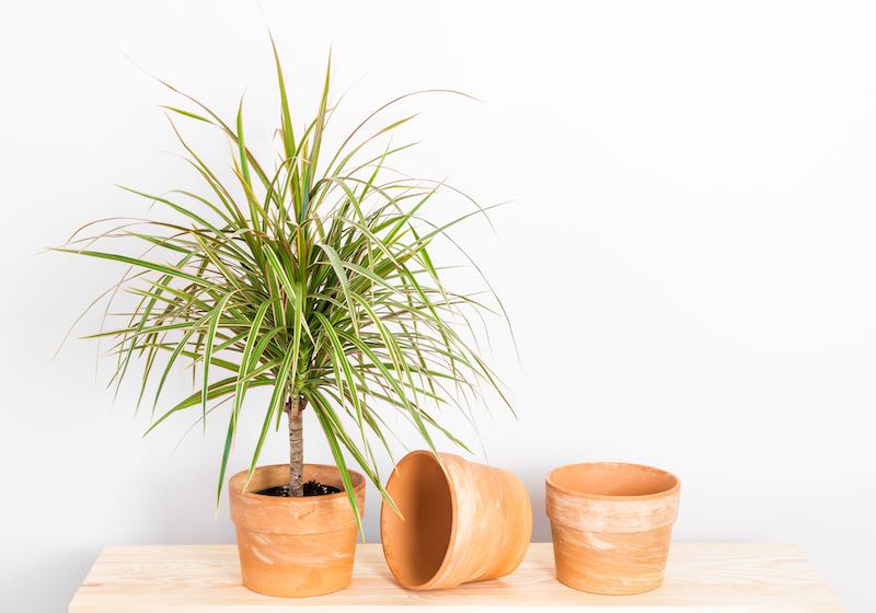 Dracaena plant in front of a white wallpaper