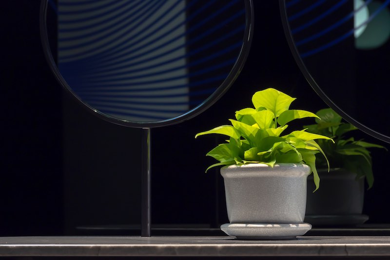 Philodendrons under two black mirrors