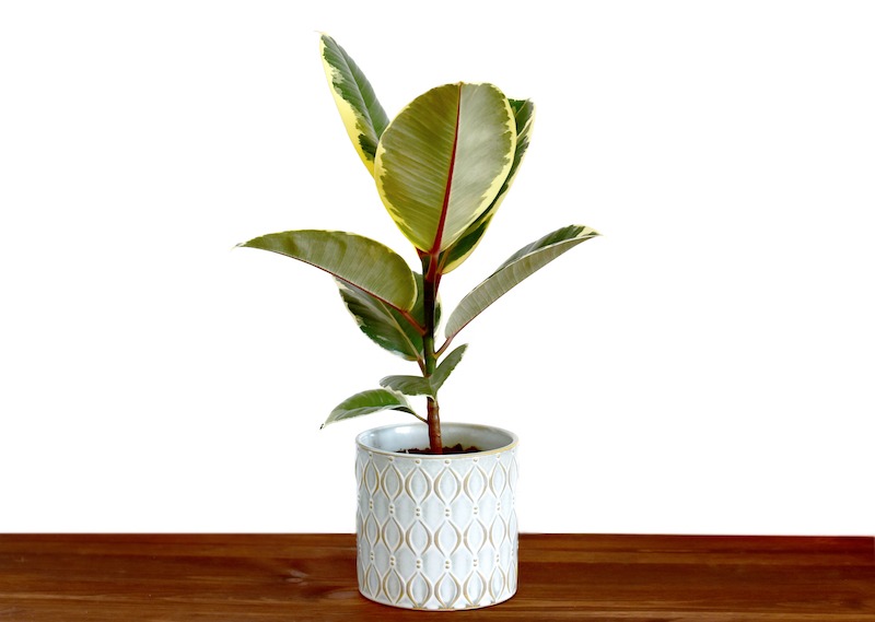 Rubber plant with a white blank wallpaper