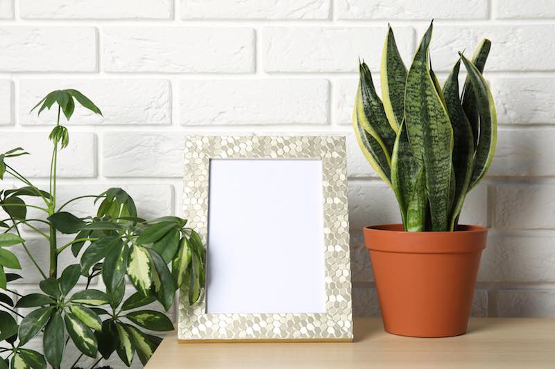 Snake plant on a desk