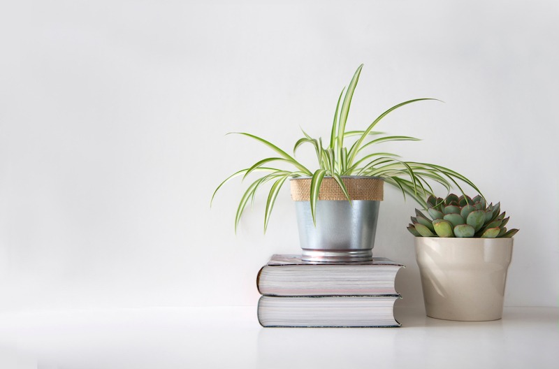 Spider plant on a stack of books