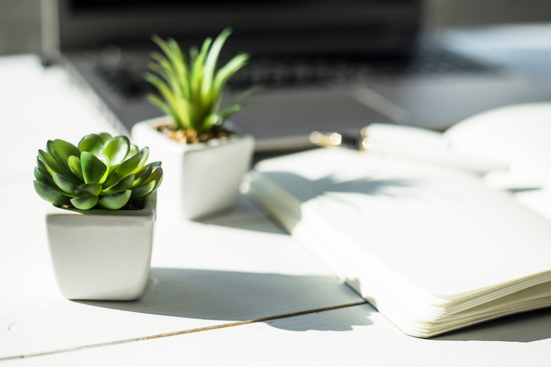 Two succulent plants placed on a desk