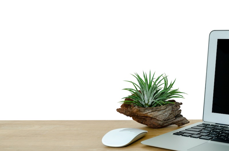 Tillandsia next to MacBook